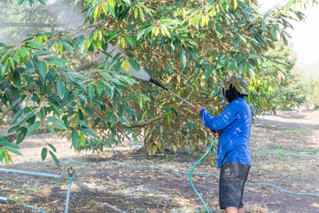 Durian farmers are highly skilled specialists.