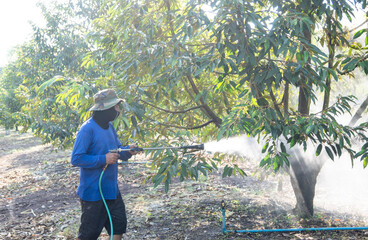 Durian farmers are highly skilled specialists.