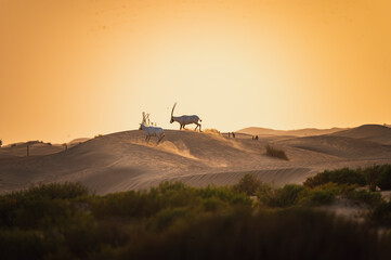 Oryx Crossing Golden Sand Dunes