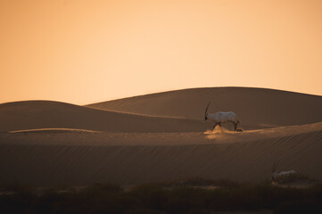 Oryx Crossing Golden Sand Dunes