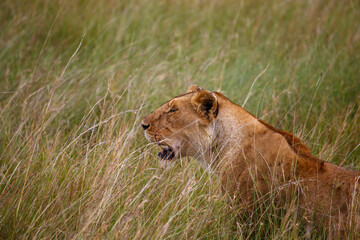 Leona adulta descansando entre la hierba alta de la sabana en Kenia, &Aacute;frica