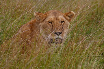 Obraz premium Leona adulta descansando entre la hierba alta de la sabana en Kenia, África