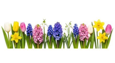 Vibrant horizontal row of fresh spring flowers including tulips, hyacinths, snowdrops, and daffodils with green stems on a transparent background, concept for floral design