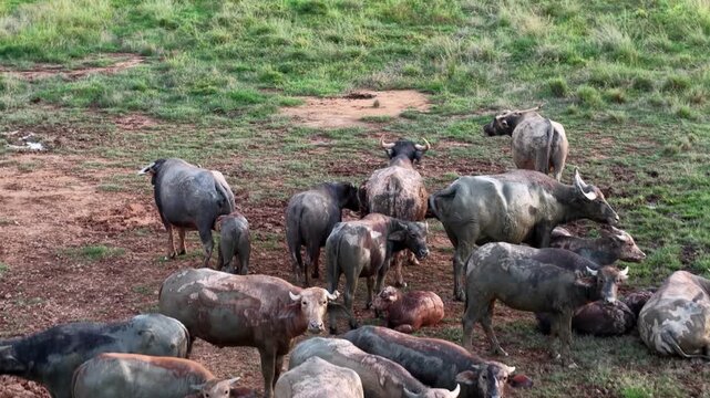 A herd of buffaloes are standing in a muddy field. There are also a few birds in the area