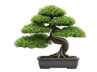 Elegant bonsai tree in pot isolated on transparent background
