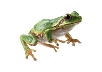 Obraz premium Green frog with smooth skin perched on a dark surface
