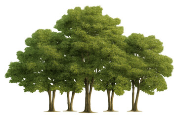 Fototapeta premium Group of green deciduous trees with lush foliage on transparent background, perfect for architectural landscaping and nature projects