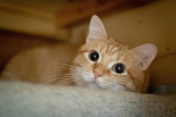 Orange tabby cat with large expressive eyes, resting comfortably on a soft surface, showcasing its playful and curious nature in a cozy indoor environment