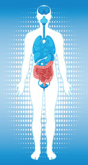 Human Body Silhouette with Highlighted Internal Organs Diagram