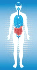Selbstklebende Fototapeten Kinder Human Body Silhouette with Highlighted Internal Organs Diagram  © GraphicsRF