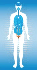 Selbstklebende Fototapeten Kinder Human Body Silhouette with Highlighted Internal Organs Diagram  © GraphicsRF