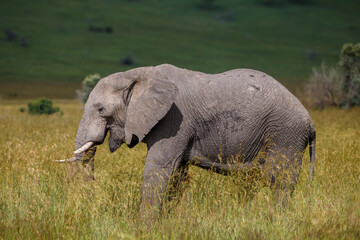 Elefante africano de sabana caminando libre por la reserva del Masai Mara en Kenia