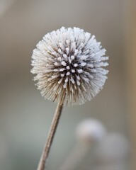 Close up of a dried globe thistle seed head covered in frost winter nature