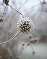 Close up of a dried seed head covered in frost and ice crystals winter