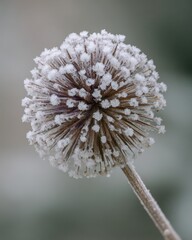 Close up of a globe thistle seed head covered in frost winter nature