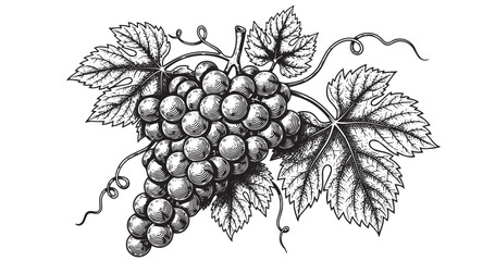 Grape cluster botanical vintage engraving isolated on white background