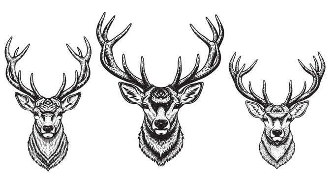 Deer stag head vintage engraving illustration isolated on white background
