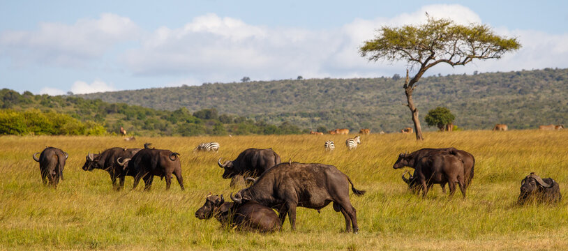 Manada de b&uacute;falos africanos y cebras en la sabana de Kenia al atardecer