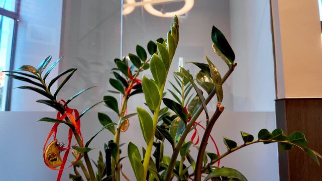 Zamioculcas plant with green shoots decorated with red ribbons standing indoors near glass wall