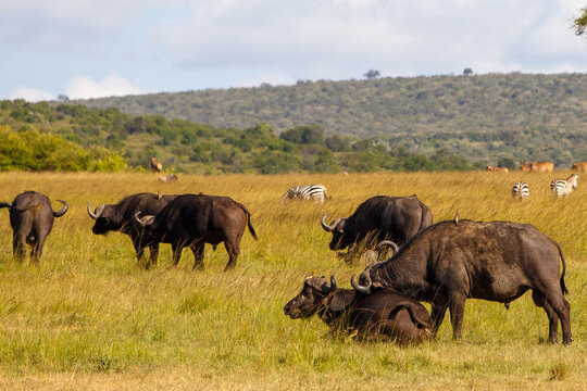 Manada de b&uacute;falos africanos y cebras en la sabana de Kenia al atardecer