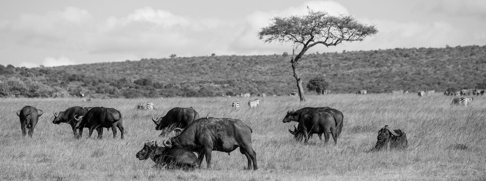 Manada de b&uacute;falos africanos y cebras en la sabana de Kenia al atardecer