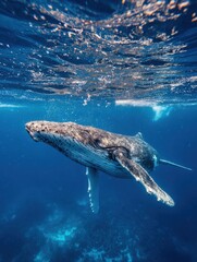 Fototapeta premium Majestic Whale Breaches the Ocean Surface, Surrounded by Splashing Water and Marine Life, Creating a Captivating Underwater Scene