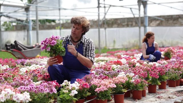 Male worker inspects a pot of geraniums in a greenhouse. Gardener checks the leaves of the flower and puts it up for sale. Flowers and potted plants in a garden hypermarket. High quality 4k footage