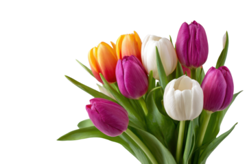 Closeup bunch of purple orange and white tulips in green leaves on black backdrop flowers
