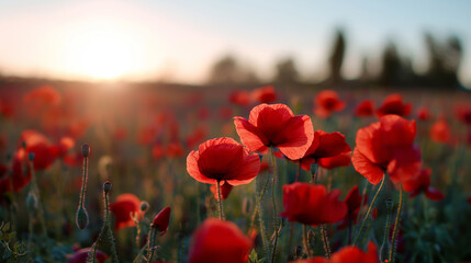 Obraz premium Red poppy flowers blooming in a field during golden sunset, symbolizing nature, remembrance, and peaceful rural beauty. 