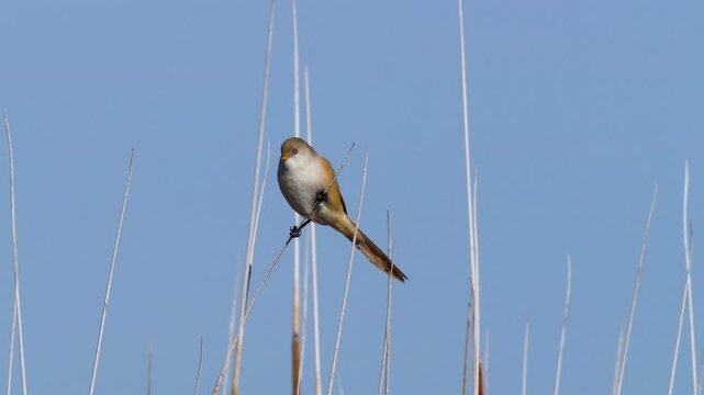 Wildlife - Birds. They feed on bearded reedling (Panurus biarmicus) birds, insects and reed seeds that live in large reeds in wetlands.