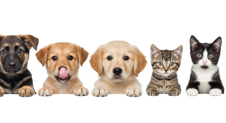 Obraz premium Clean puppies and kittens (8-12 wks), peeking over white surface, white studio bg, soft shadowless light. Concept of adorable pet curiosity