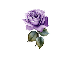 Soft Purple Flower on Clear Background