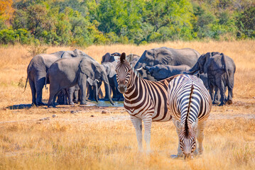 Two Zebras standing in yellow grass on Safari watching, Africa savannah - A group of elephant families go to the water's edge for a drink - African elephants standing near lake in Kruger National Park © muratart