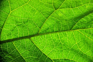 Close-up of detailed green leaf texture. leaf texture background. Nature background