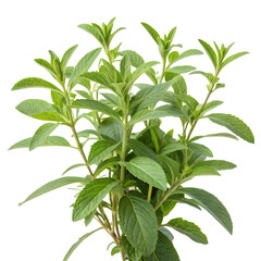 Fresh herbal green leafy plant, background removal for botanical illustrations