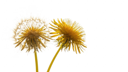 Closeup of two dandelion flowers with yellow petals and green stems isolated on transparent background