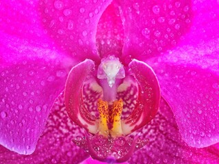   Macro photo of a megenta colored orchid.