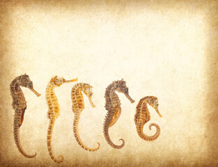 Sea Horse with texture of handmade paper © xiaoliangge