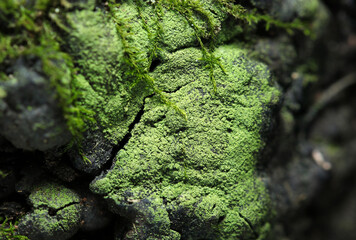 粉末抹茶のような姿の日本の地衣類コナゴケの生える樹皮（自然環境下マクロ撮影）