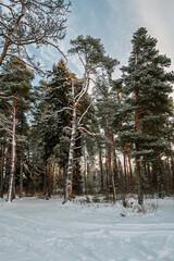 Road in a snowy forest.