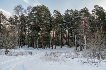 Road in a snowy forest.