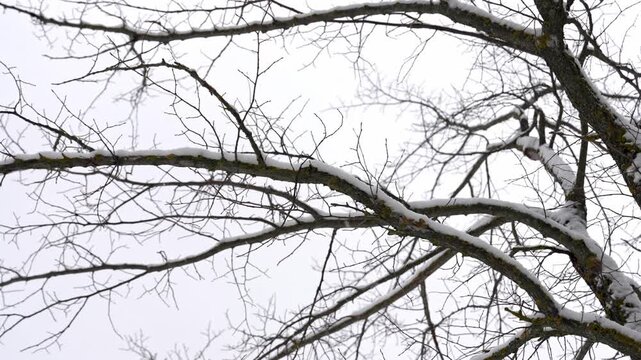Stark, leafless tree branches with a layer of snow gently swaying against a bleak, overcast winter sky, evoking a sense of calm and cold in a natural, tranquil environment