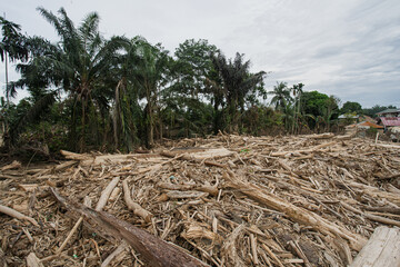 Flash Flood Aftermath: Neighborhood Destroyed by Massive Log Debris