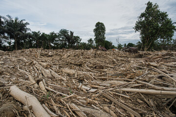Flash Flood Aftermath: Neighborhood Destroyed by Massive Log Debris