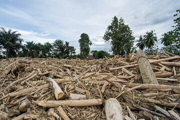Flash Flood Aftermath: Neighborhood Destroyed by Massive Log Debris