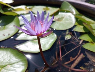 Single of Purple Water Lily among the Green Leaves on the Pond of Water, Soft Light, Close up view