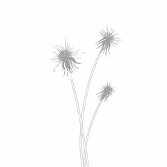 A minimalist line drawing of three dandelion flowers