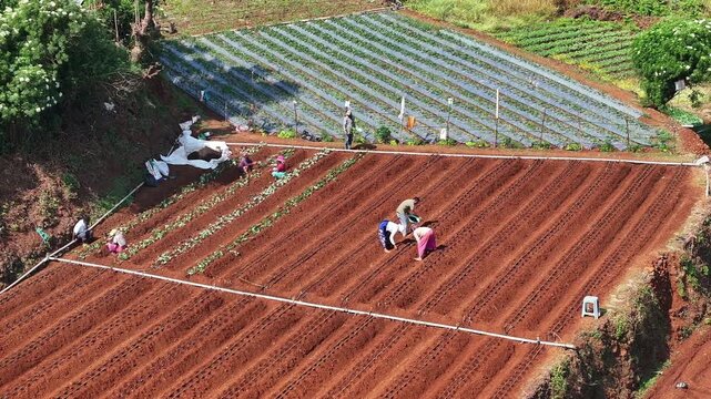 Top orbit close-up of farmers fertilising soil on a terrace strawberry farm in Mahabaleshwar. Men and women working together on red soil in hilly farmland.