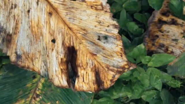 A detailed close-up captures a large, dried botanical leaf, exhibiting striking golden brown, orange, and yellow hues. Intricate textures and patterns of natural decomposition are clearly visible acro