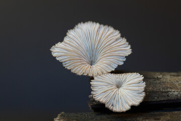 Two Fan Shaped Splitgill Mushrooms Schizophyllum commune